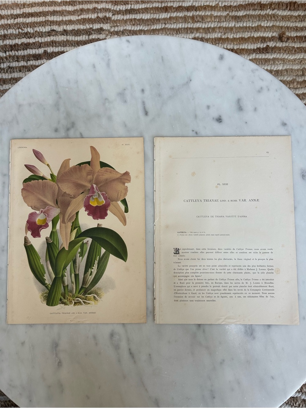 1885 Lindenia: Iconographie des Orchidées Chromolithograph Orchids